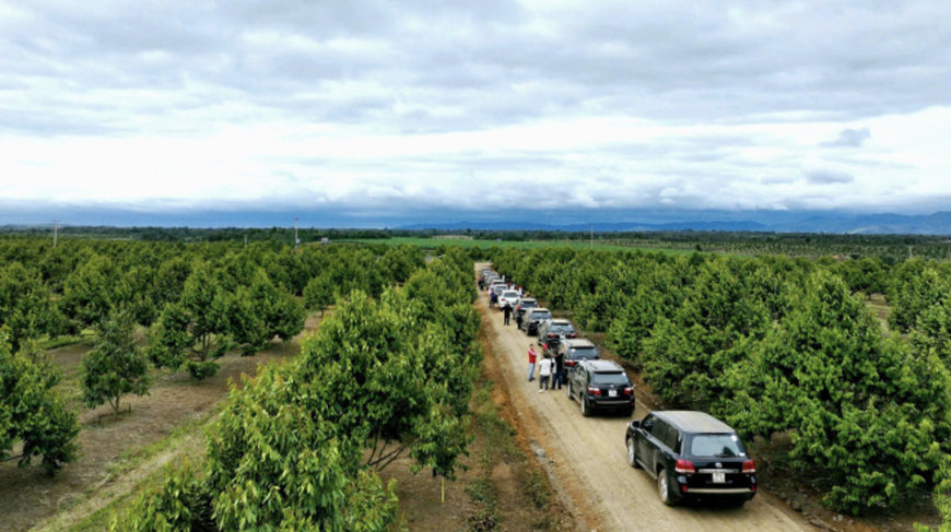 Farmlandgrab reports: Agriculture company HAGL doubles its durian plantation area within two years